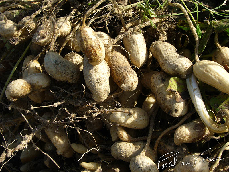 Cacahouètes accrochées aux racines
